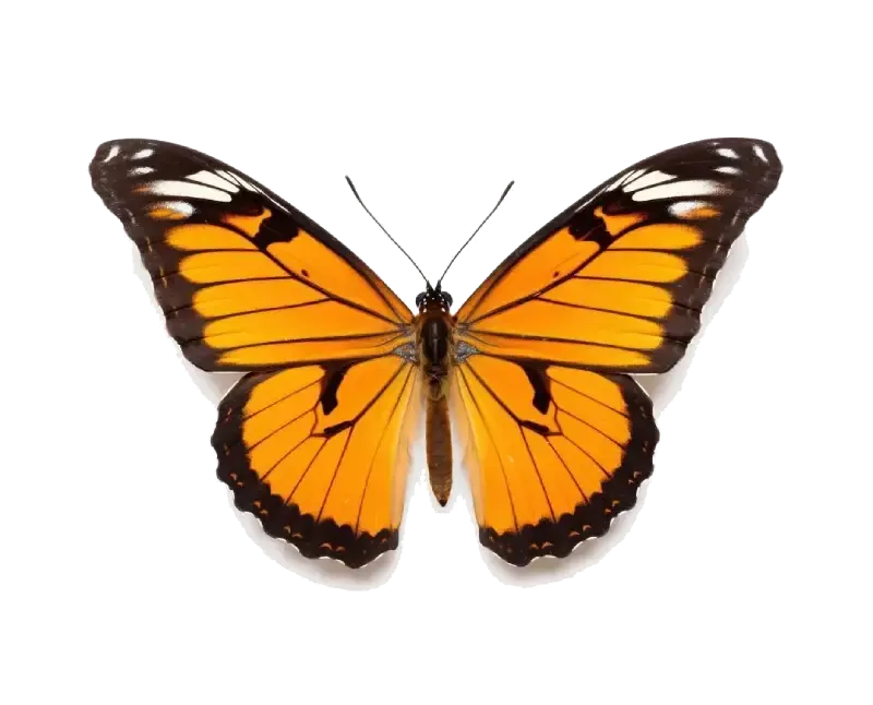 Decor Butterfly